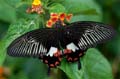 231 gewoehnlicher Mormone - Papilio polytes